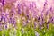 Lavender floral background