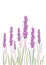 Lavender flovers isolated in white background.