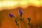 Lavender flower against the setting sun. Space for text