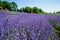 Lavender flower blooming fields