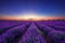 Lavender flower blooming fields in endless rows