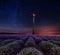 Lavender flower blooming fields in endless rows.