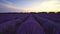 Lavender flower blooming fields in endless rows. Sunset, landscape.