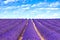 Lavender flower blooming fields endless rows. Valensole provence