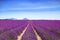 Lavender flower blooming fields endless rows. Valensole provence