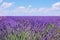 Lavender flower blooming fields horizon. Valensole Provence, France