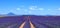 Lavender flower blooming fields and trees row. Valensole, Proven