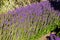 Lavender flower blooming in garden of Kultaranta, the official summer residence of President of Finland