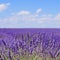 Lavender flower blooming. Provence, France