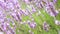 Lavender flower blooming in spring. Fresh natural floral background