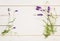 Lavender Flower Blossoms on Stems with leaves as Borders of White Paper Card on Distressed White Shiplap Board Background with roo