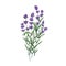 Lavender flower bunch. Field lavanda bouquet. Botanical drawing of lavendar. Aromatic floral blooms. French wildflowers