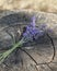 Lavender Flower Bundle On Tree Trunk