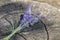 Lavender Flower Bundle On Tree Trunk