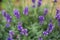 Lavender flower closeup, Purple flowers of lavender. aromatic herbal plantation