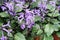 Lavender in flower farm in Cameron Highland, Malaysia.