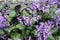 Lavender in flower farm in Cameron Highland, Malaysia.