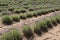 Lavender flower field, Blooming purple fragrant lavender flowers.