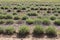 Lavender flower field, Blooming purple fragrant lavender flowers.