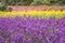 Lavender flower field in fresh summer nature colors on blurred background