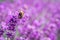 Lavender flower field in fresh summer nature colors on blurred background