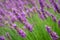 Lavender flower field in fresh summer nature colors on blurred background