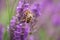 Lavender flower field in fresh summer nature colors on blurred background