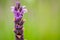 Lavender flower field in fresh summer nature colors on blurred background