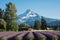 Lavender flower field near Mt. Hood in Oregon, with an abandoned barn