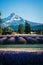 Lavender flower field near Mt. Hood in Oregon, with an abandoned barn