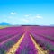 Lavender flower fields. Provence France