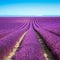 Lavender flower fields. Valensole Provence