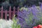 Lavender flower in the garden, park, backyard, meadow blossom in th