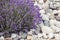 Lavender flower in the garden,park,backyard,meadow blossom in th