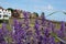 Lavender in flower, Great Yarmouth Venetian Gardens