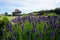 Lavender in flower, Great Yarmouth Venetian Gardens