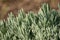 Lavender, without flower, green medicinal and scented bush, close up