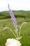 The lavender flower in the hand in the foreground