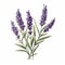 Lavender Flower Illustration: Realistic Trompe-l\\\'oeil With Minimalist Monochrome Design