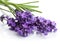 Lavender flower isolated