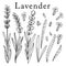 Lavender flower. Isolated outlined vector set on white.