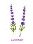Lavender flower, isolated vector garden plant