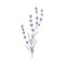 Lavender flower, outlined botanical drawing. Lavanda branch, French lavandula. Engraved contoured floral plant, lavander