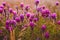 Lavender flower purple field nature flowers color