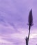 Lavender Flower reaching heights of sky