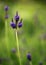 Lavender Flower Stem in a Bright Field