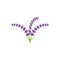 Lavender flower Vector icon illustration