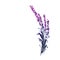 Lavender flower watercolor illustration