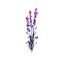 Lavender flower watercolor illustration