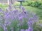 Lavender flowering plant - macro front view